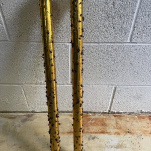 fly problem we’ve got the solution! 🐝🚫our fly catchers are hard at work — proof that universal